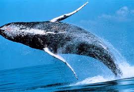 Whale breaching
